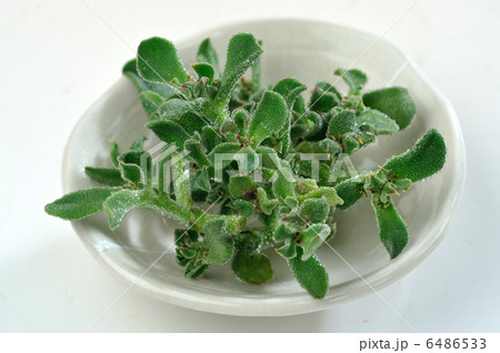 アイスプラント 6486533