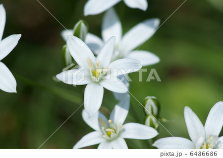 大甘菜 オーニソガラムと呼ばれています 大甘菜 オーニソガラムと呼ばれています 6486686