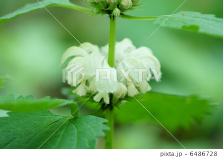 踊子草 木陰に生えていることが多いような・・・ 踊子草 木陰に生えていることが多いような・・・ 6486728