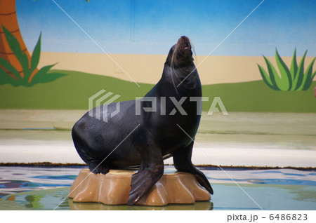 アシカショー 6486823