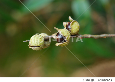 ツブラジイ 6486923