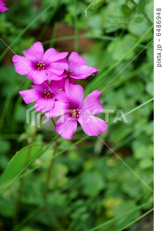 オキザリス 紅酢漿草 オキザリス 紅酢漿草 6486948