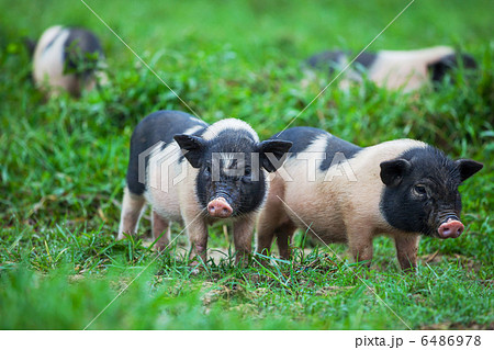 Vietnamese pig 6486978