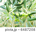 オリーブ 6487208
