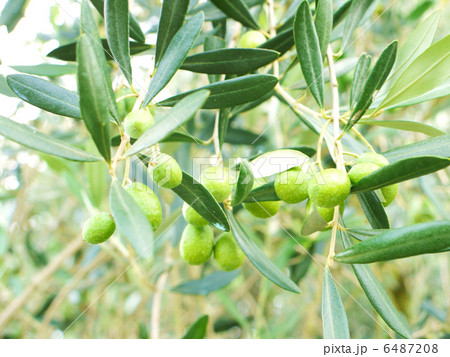 オリーブ オリーブ 6487208