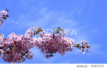 桜 天城吉野 桜 天城吉野 6487241