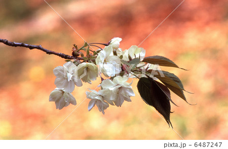 桜　ウコン 6487247