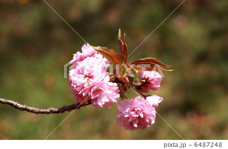 桜　泰山府君 6487248