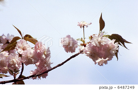 桜 6487249