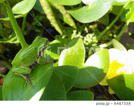 カエルとスイレン カエルとスイレン 6487338