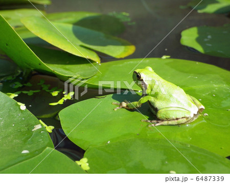 カエルとスイレン カエルとスイレン 6487339