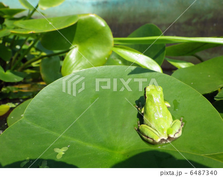 カエルとスイレン 6487340