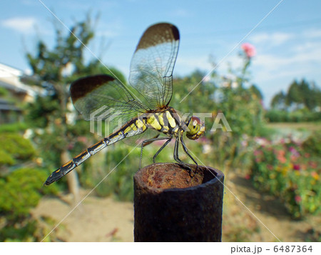 鉄の棒に止まったトンボ 鉄の棒に止まったトンボ 6487364