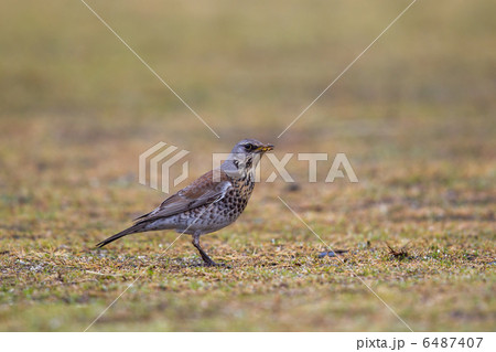 ノハラツグミ ノハラツグミ 6487407