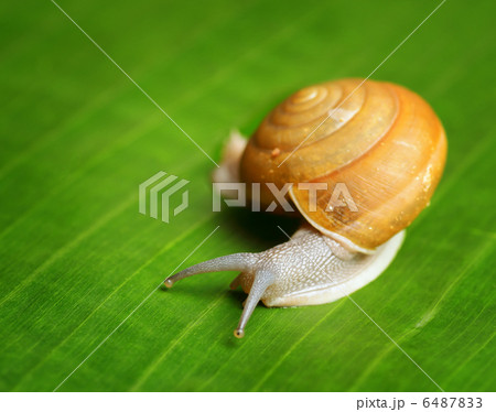 Snail creeps on green leaf. Snail creeps on green leaf. 6487833