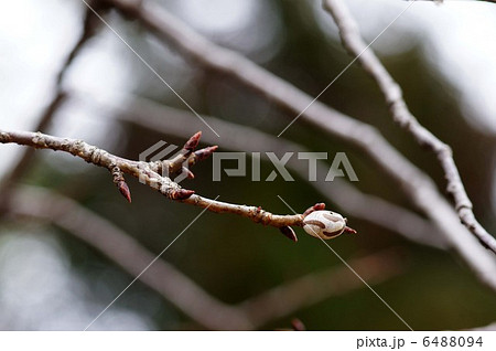 イラガの繭 6488094