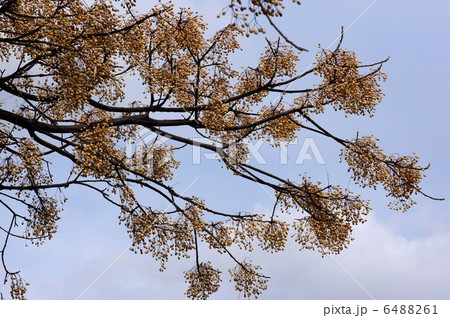 センダンの実 6488261