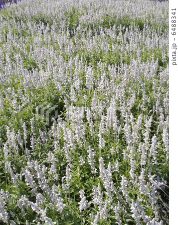 ラベンダー 6488341