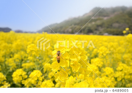 菜の花とミツバチ 菜の花とミツバチ 6489005