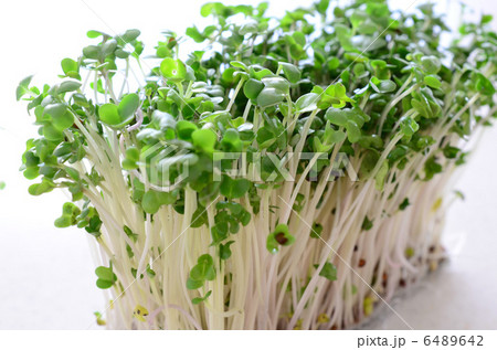 スプラウト 6489642