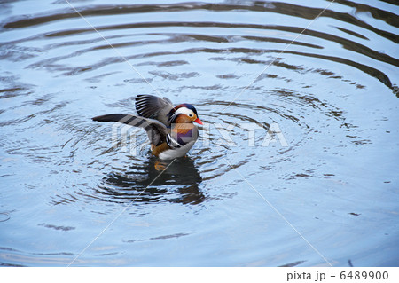 明治神宮の森の池のオシドリ 6489900