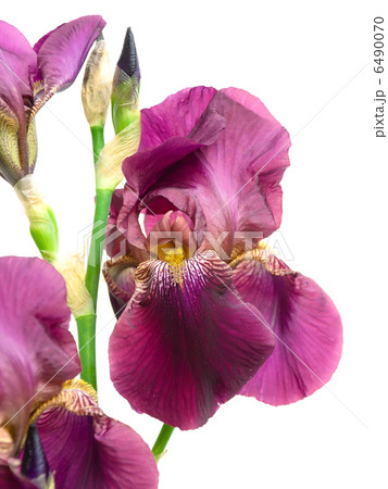 purple iris closeup on white background purple iris closeup on white background 6490070