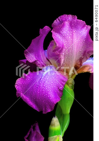 Iris in drops of dew on a black background closeup 6490071
