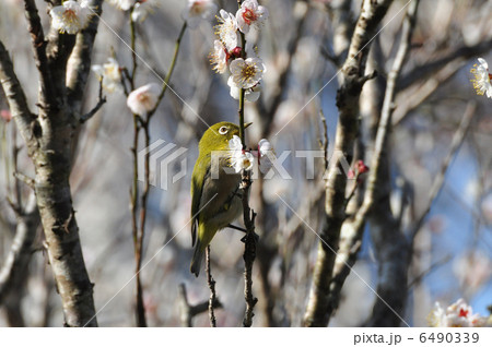 メジロ02 メジロ02 6490339