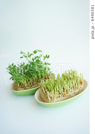 豆苗の水栽培 豆苗の水栽培 6490381