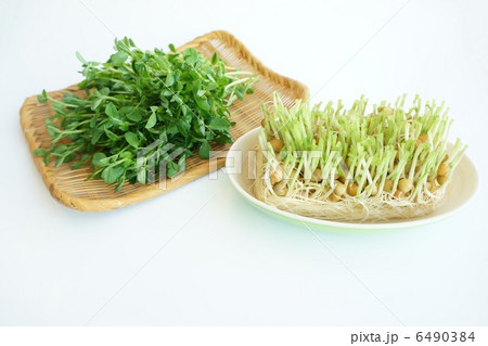 豆苗の水栽培 6490384