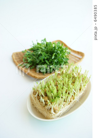 豆苗の水栽培 豆苗の水栽培 6490385