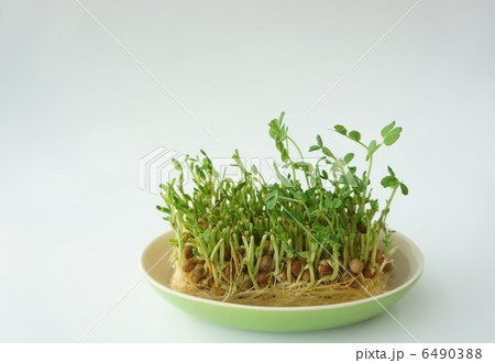 豆苗の水栽培 豆苗の水栽培 6490388