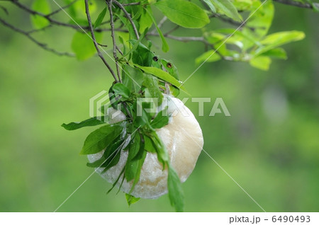 モリアオガエルの産卵 6490493