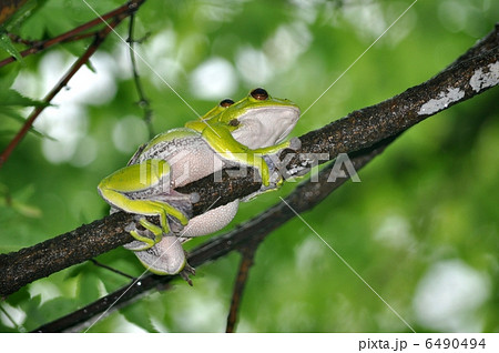 モリアオガエル モリアオガエル 6490494