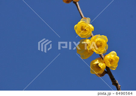 満月蝋梅 6490564