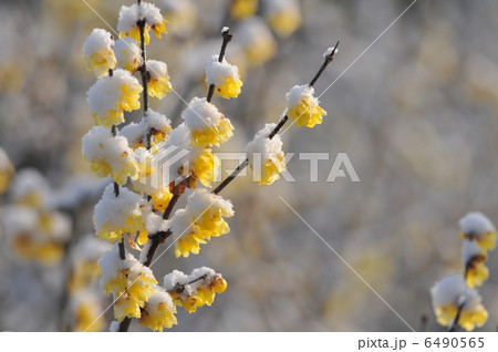 雪蝋梅 6490565