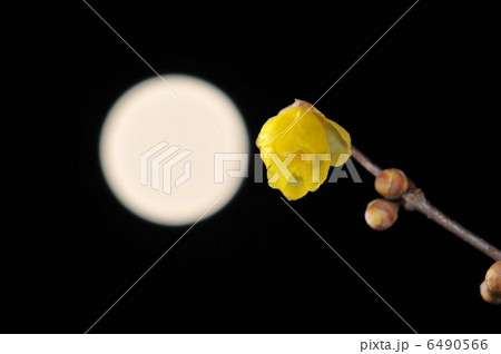 満月と満月蝋梅 満月と満月蝋梅 6490566