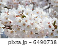 桜 6490738