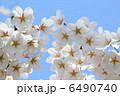 桜 6490740