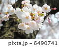 桜 6490741
