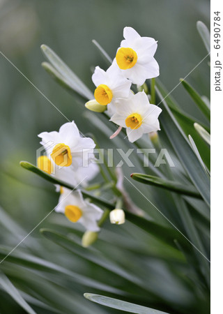 水仙 6490784