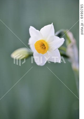 水仙 6490785