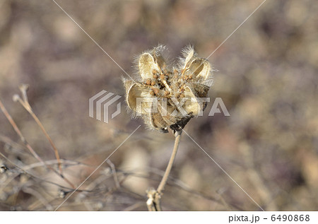 枯れ芙蓉 6490868