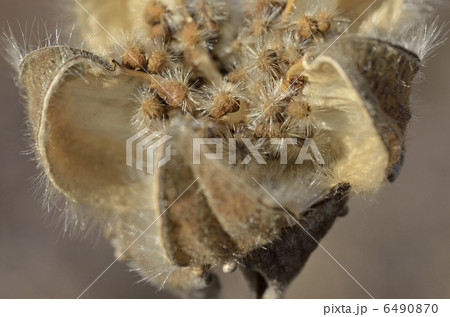 枯れ芙蓉 枯れ芙蓉 6490870