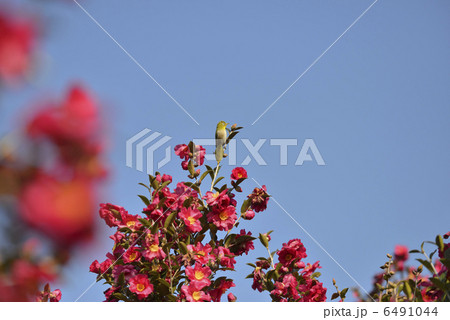 メジロと寒椿 メジロと寒椿 6491044
