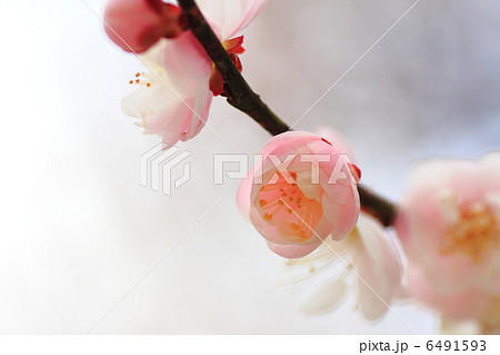 ほころぶ梅の花 6491593