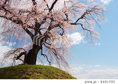 枝垂れ桜 6491595