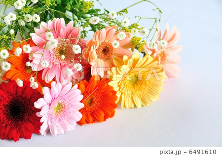 ガーベラ 6491610