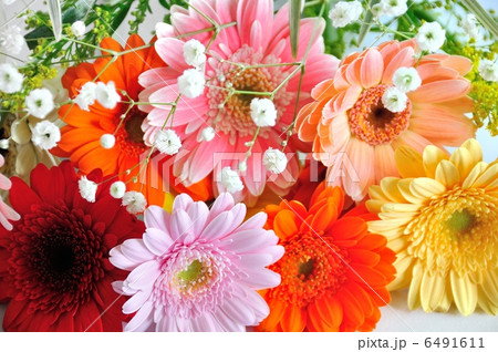 ガーベラ 6491611