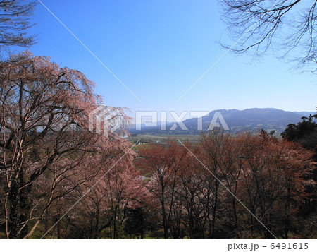 中尊寺参道からの桜景色 中尊寺参道からの桜景色 6491615